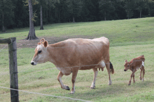 Milk component strategies