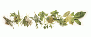Basyl Growing basil for eating and preserving - Country Folks