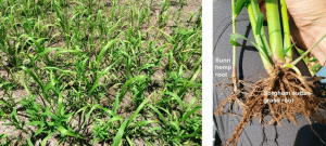Is there a bright side to using sunn hemp as a cover crop?