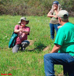 From goldenrod to green