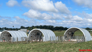 Dealing with aggressive chicken behavior