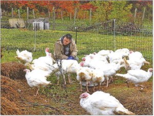 Turkeys by way of strawberries