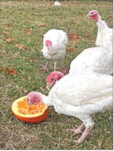 Fun with Gray Family Farm turkeys