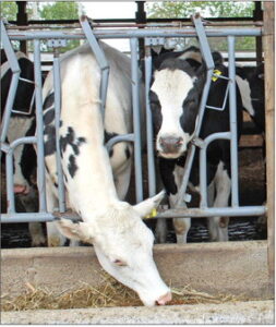 Animal care raises farm profits