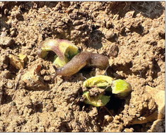 Planting green proves pragmatic for IPM