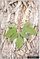 Other saps from other taps