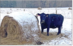 Come on down & kick the bales in 2026