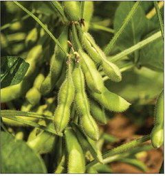 Plan to mitigate crop diseases