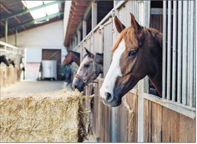 Feeding the starved horse