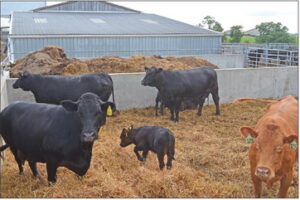 Beef calves’ first 24