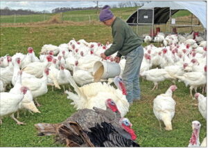 The turkey whisperer