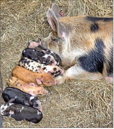 Reducing costs in organic pig production