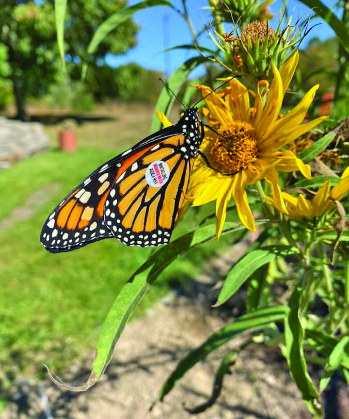 Building pollinator-friendly landscapes in your community - Country Folks