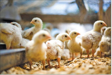 Fishing for success with your broiler program