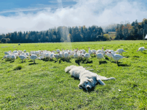 Spreadsheets are great but not required for organic livestock recordkeeping