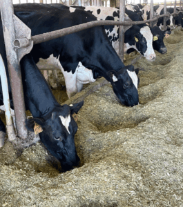 Make her last days good