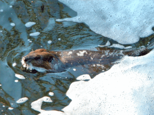 Dealing with ecosystem engineers