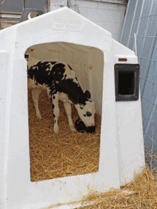 Planning through breeding