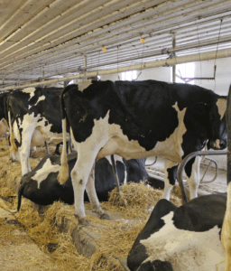 Forecasting performance boosts herd health