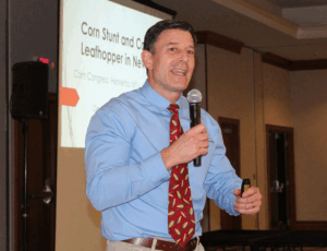 Corn stunt vectored by leafhopper