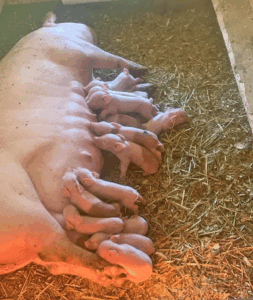 Third-gen swine farmer carries on family tradition