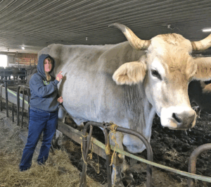 Tommy the Brown Swiss has a loyal following