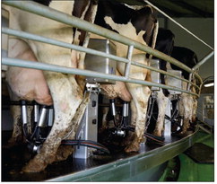 Opportunities when milking with robots