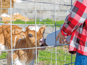 The first 24 hours: Colostrum considerations