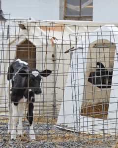 Precision animal care vital to farm success