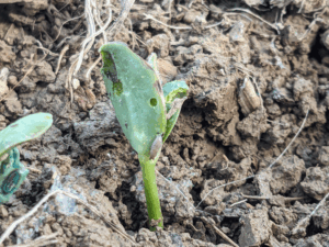 Got slugs? Don’t give up on no-till