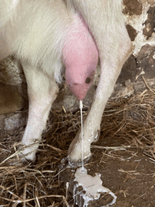 Managing mastitis in small ruminants