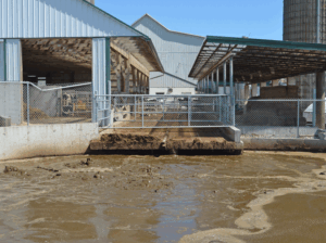 New and improved manure