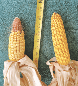 Crop Comments: Stagger corn planting times to minimize empty kernels