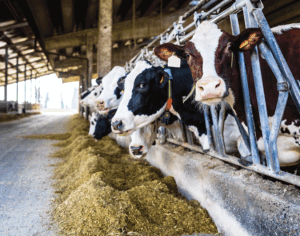 Nutrition affects milk components