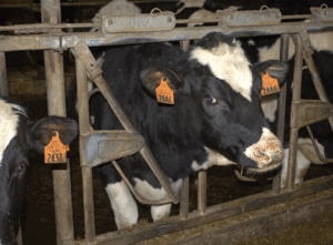 The silent saboteurs: Prevent trace mineral deficiencies & boost herd health & production