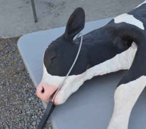 Handling difficult calvings