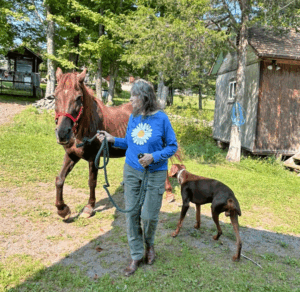 Horse Tales: Equines for sale! Tips on buying a horse
