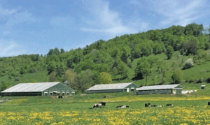 Murraydale matters: How a family-centered dairy is thriving in a giant-dominated industry