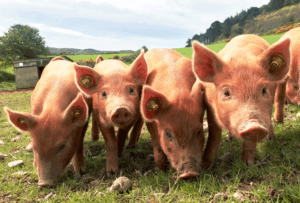 Six strategies for raising swine in summer