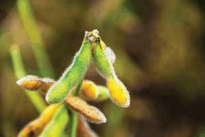 Weed mitigation in soybeans