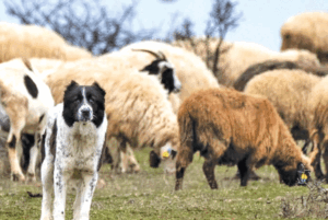 Not just another animal: Selecting the right guardian for small ruminants