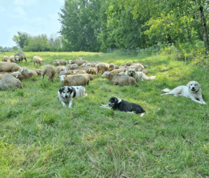 Sheep may safely graze