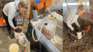 Trialing a probiotic in the henhouse