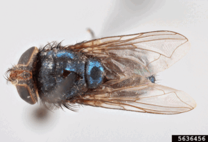 The arrival of New World screwworm