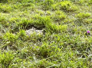 The mysterious pasture circles