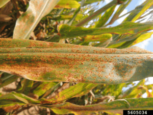 Managing southern rust