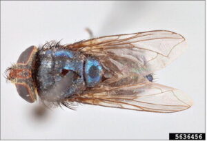 Watch continues for New World screwworm