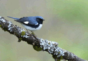 More than maple: How sugarbush structure supports forest birds