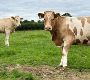 Horse Tales: Ancestral journey to Ireland: Learning my ancestors raised historical cattle