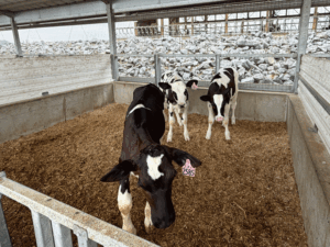 Growing a family dairy farm